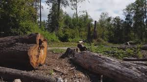 Professional Tree Removal in Cottage Grove, MN